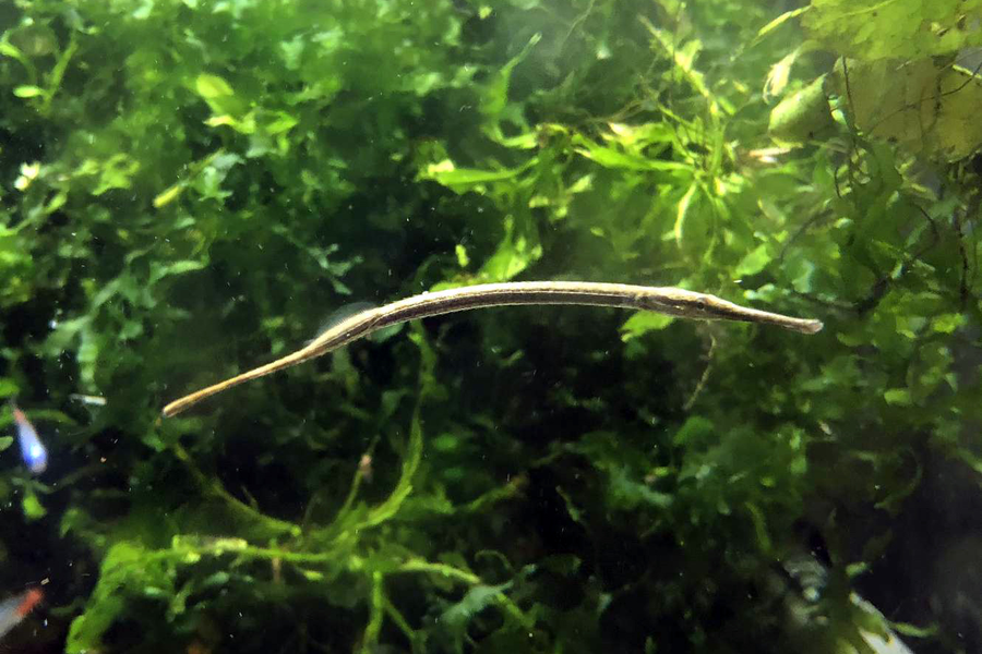 Trên thế giới, giá bán cá hải long dao động từ 5 - 30 USD cho mỗi cá thể, tùy thuộc vào kích thước.