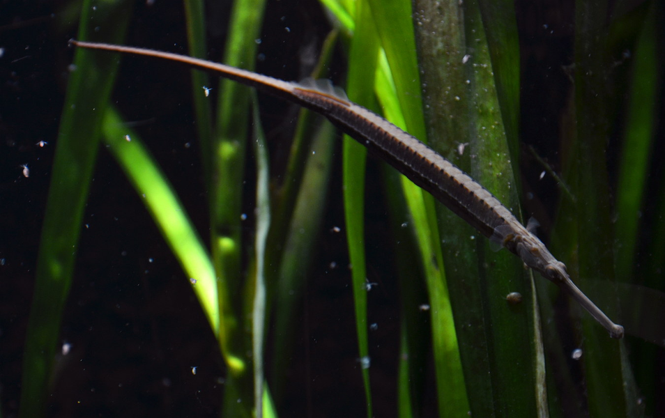 Cá hải long có màu trắng vàng hoặc màu nâu xám. Chúng sở hữu thân hình trải dài, phần đuôi nhỏ dần và uốn cong. Phần thân có một cái vảy lưng, ở phía trước đầu cá hải long có một cái miệng dài như cái vòi. Một điều khá thú vị là chúng không có răng cùng với hai con mắt tròn và lõm sâu có khả năng phát quang khi di chuyển.