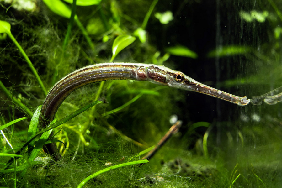 Bộ giáp xương khiến cơ thể cá hải long khá cứng nên chúng bơi bằng quạt vây ngực rất nhanh. Tốc độ bơi của loài này khá chậm so với các loài cá phổ biến.