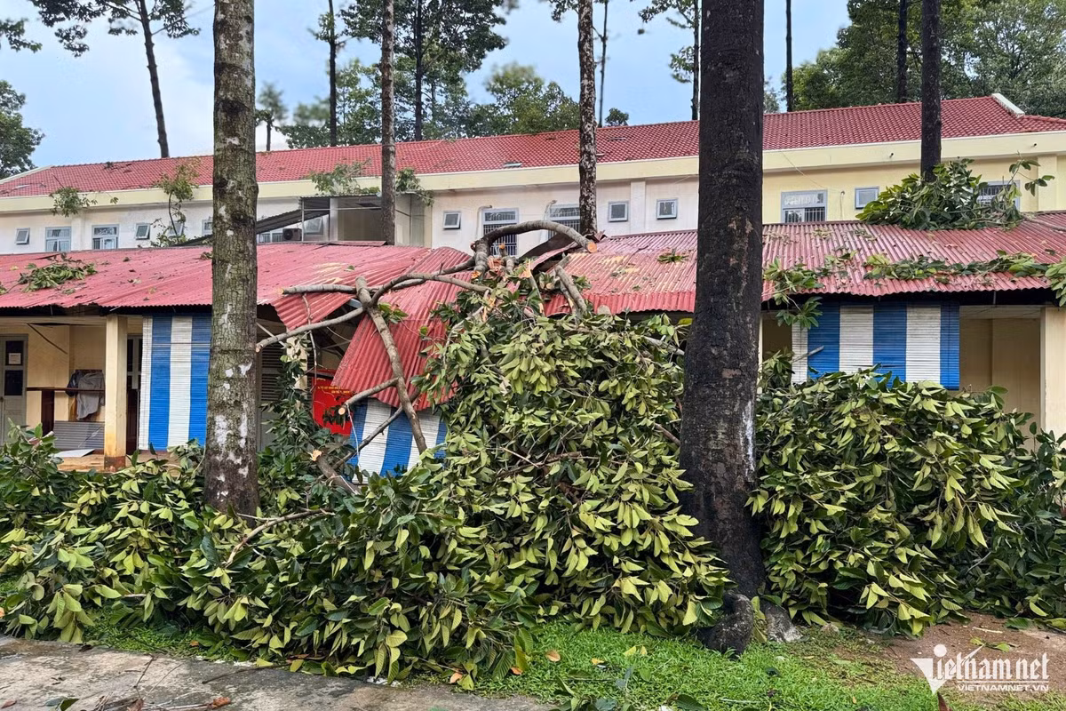 Ghi nhận của PV VietNamNet, trên đường Nguyễn Ái Quốc (phường Tân Phong) một cây xanh với chiều cao hơn 10m bật gốc, đổ ngang đè lên ít nhất 4 xe máy trên vỉa hè.