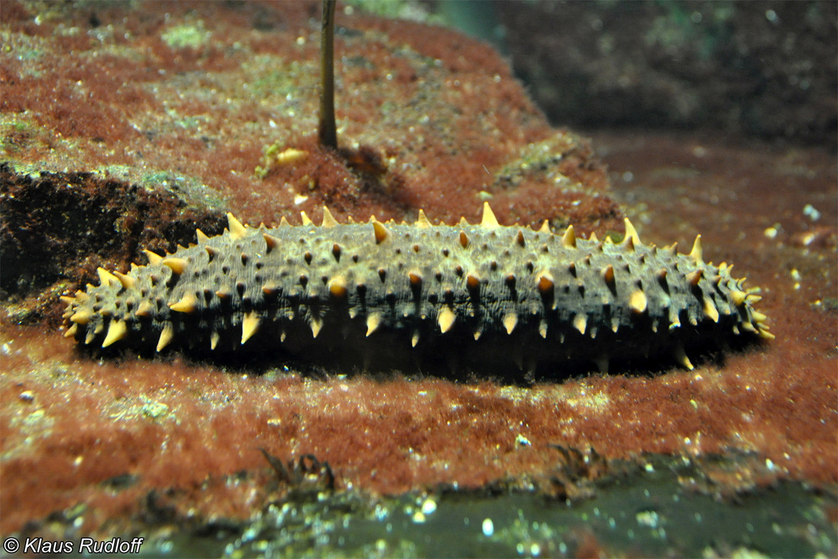 Hải sâm gai California lớn (Stichopus californius) dài 35-40 cm, là những loài hải sâm lớn nhất vùng bờ biển Thái Bình Dương của Bắc Mỹ. Những sinh vật có gai thịt này được đánh bắt như một loại đặc sản.