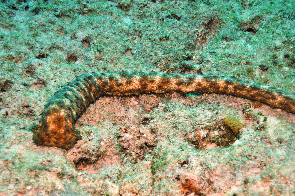 Hải sâm đuôi hổ (Holothuria thomasi) dài 2 mét, được ghi nhận ở phía Tây Đại Tây dương. Dù có kích cỡ khổng lồ, phải đến năm 1980 loài hải sâm có khả năng ngụy trang tuyệt vời này mới được mô tả lần đầu tiên.