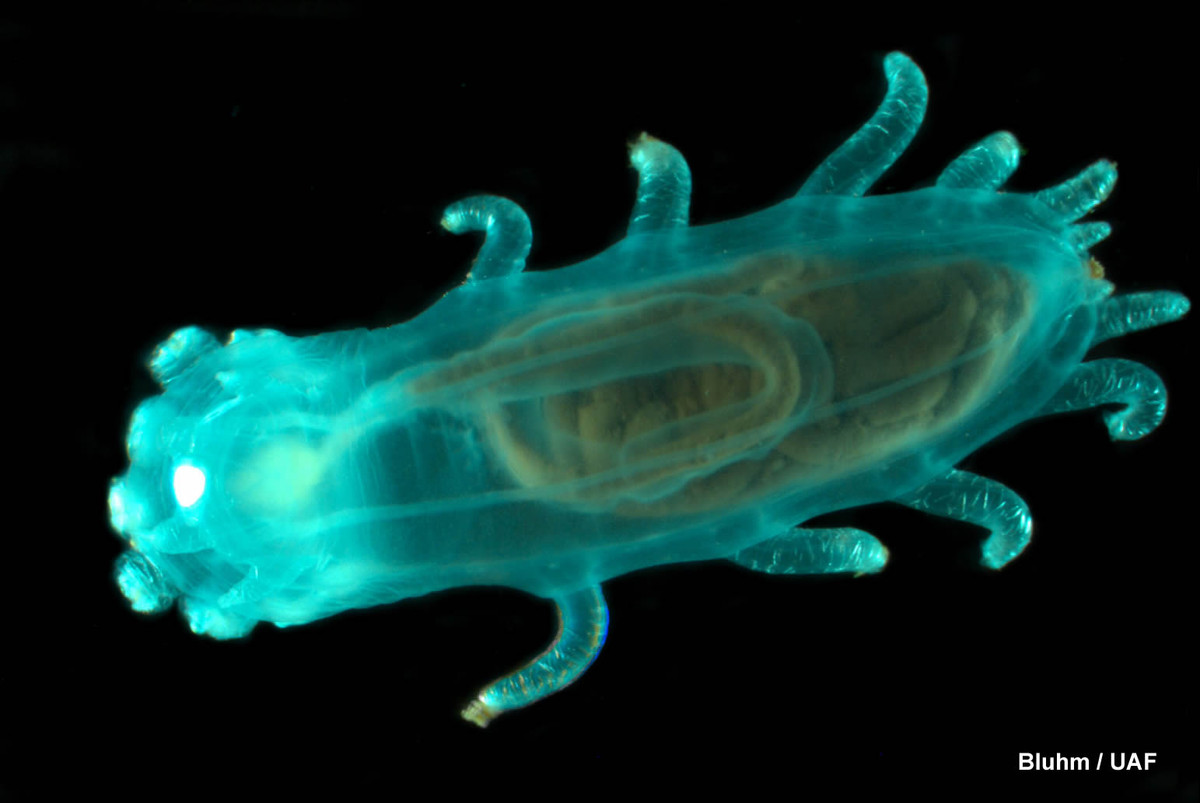 Hải sâm biển sâu (Kolga hyalina) dài 30 cm, phân bố hầu khắp thế giới ở độ sâu 1.500 mét. Chúng là một trong những loài hải sâm ít được đến, sống ở đáy đại dương sâu thẳm.