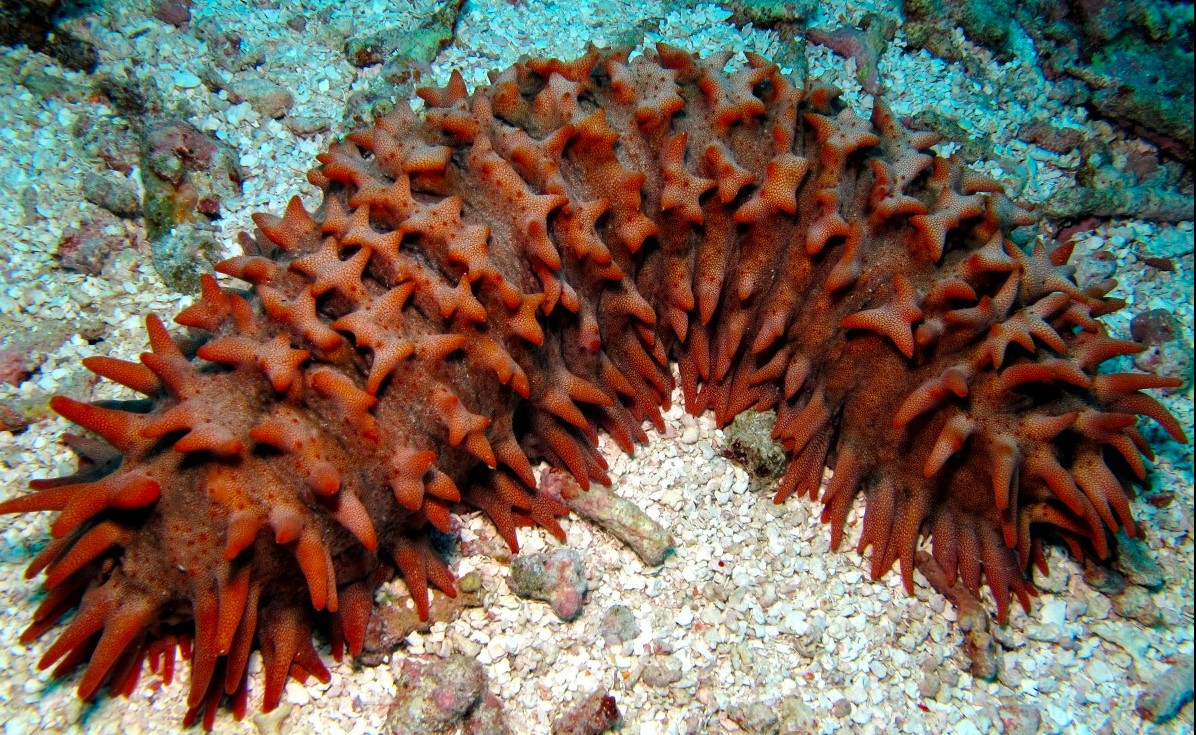 Hải sâm lựu (Thelenota ananas) dài 60-75 cm, sống trên đáy biển cát quanh các rạn san hô ở khu vực Ấn Độ Dương - Thái Bình Dương. Chúng thuộc một họ hải sâm có gai thịt phủ quanh cơ thể.