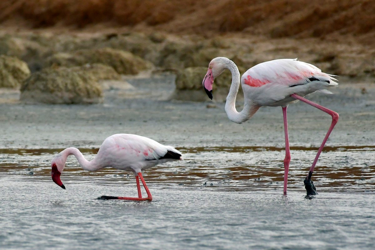 Hồng hạc nhỏ (Phoeniconaias minor) cao 80-100 cm, sinh sống ở châu Phi và phía Nam châu Á. Chúng tụ tập thành các đàn có số lượng khổng lồ trên các hồ có độ kiềm cao.