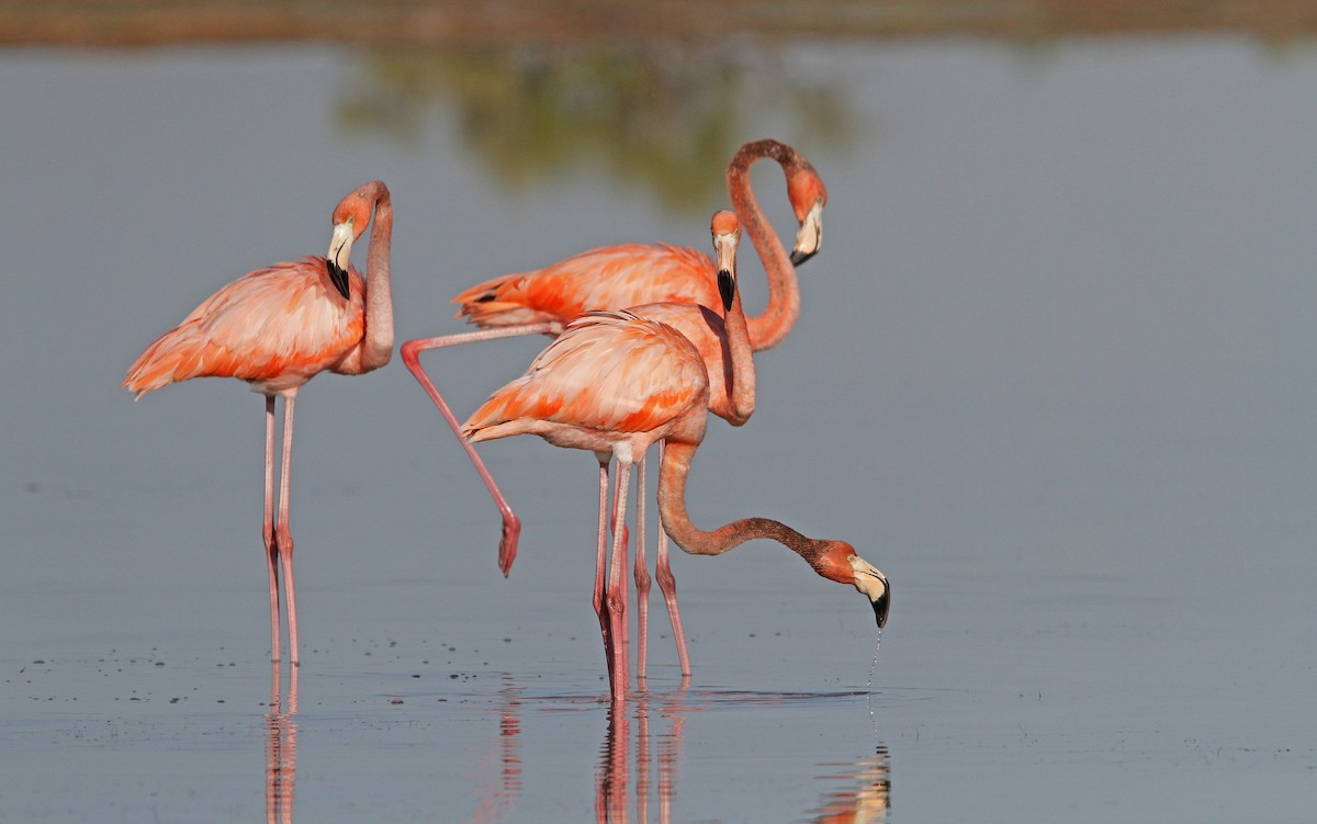 Hồng hạc châu Mỹ (Phoenicopterus ruber) cao 1,2-1,4 mét, sinh sống ở khu vực Caribbean. Chúng có kích thước hơi nhỏ hơn và bộ lông màu đậm hơn hồng hạc lớn.