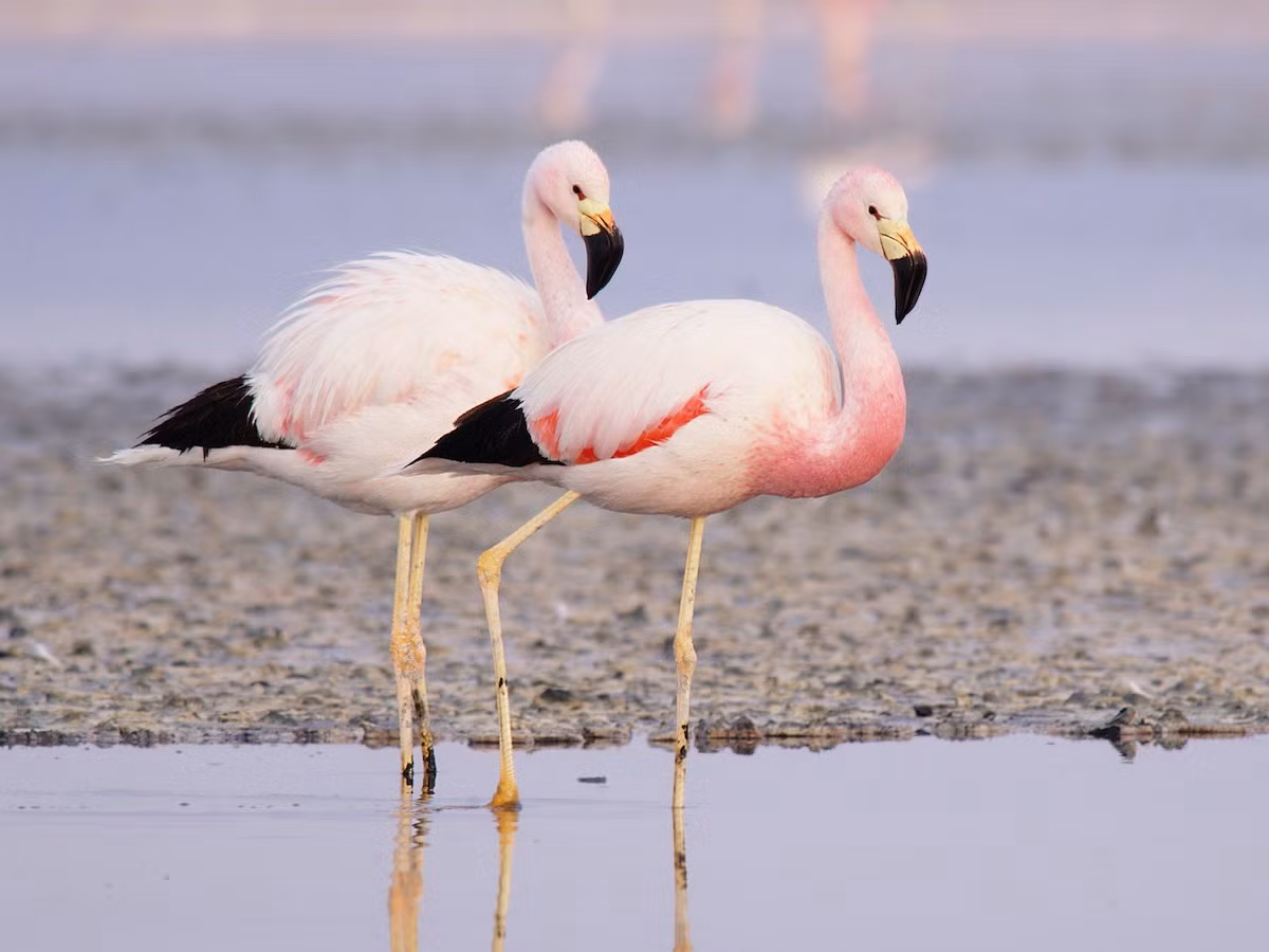 Hồng hạc Andes (Phoenicoparrus andinus) cao 1-1,1 mét, chỉ xuất hiện trong phạm vi các khu vực đai cao của dãy Andes. Loài hồng hạc có đôi chân màu vàng khác biệt này du cư từ hồ này sang hồ khác để kiếm ăn.