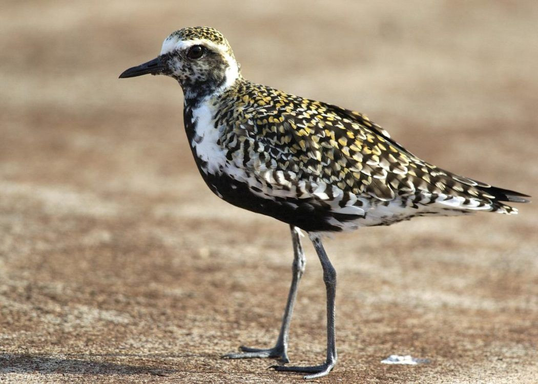 Sau khi bắn hụt một con chim choi choi vàng, Beaver và các thành viên trong nhóm săn của mình đã tranh luận liệu sinh vật này có phải là loài chim nhanh nhất Châu Âu hay không, nhưng họ chẳng thể tìm ra một cuốn sách có chứa câu trả lời.