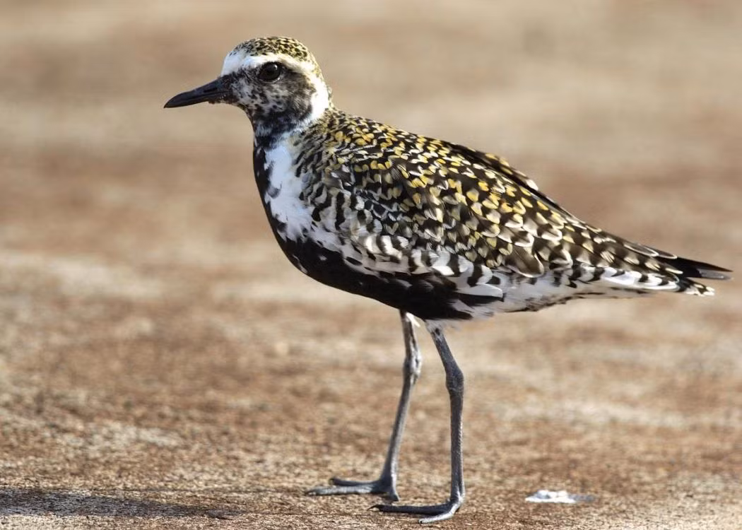 Sau khi bắn hụt một con chim choi choi vàng, Beaver và các thành viên trong nhóm săn của mình đã tranh luận liệu sinh vật này có phải là loài chim nhanh nhất Châu Âu hay không, nhưng họ chẳng thể tìm ra một cuốn sách có chứa câu trả lời.