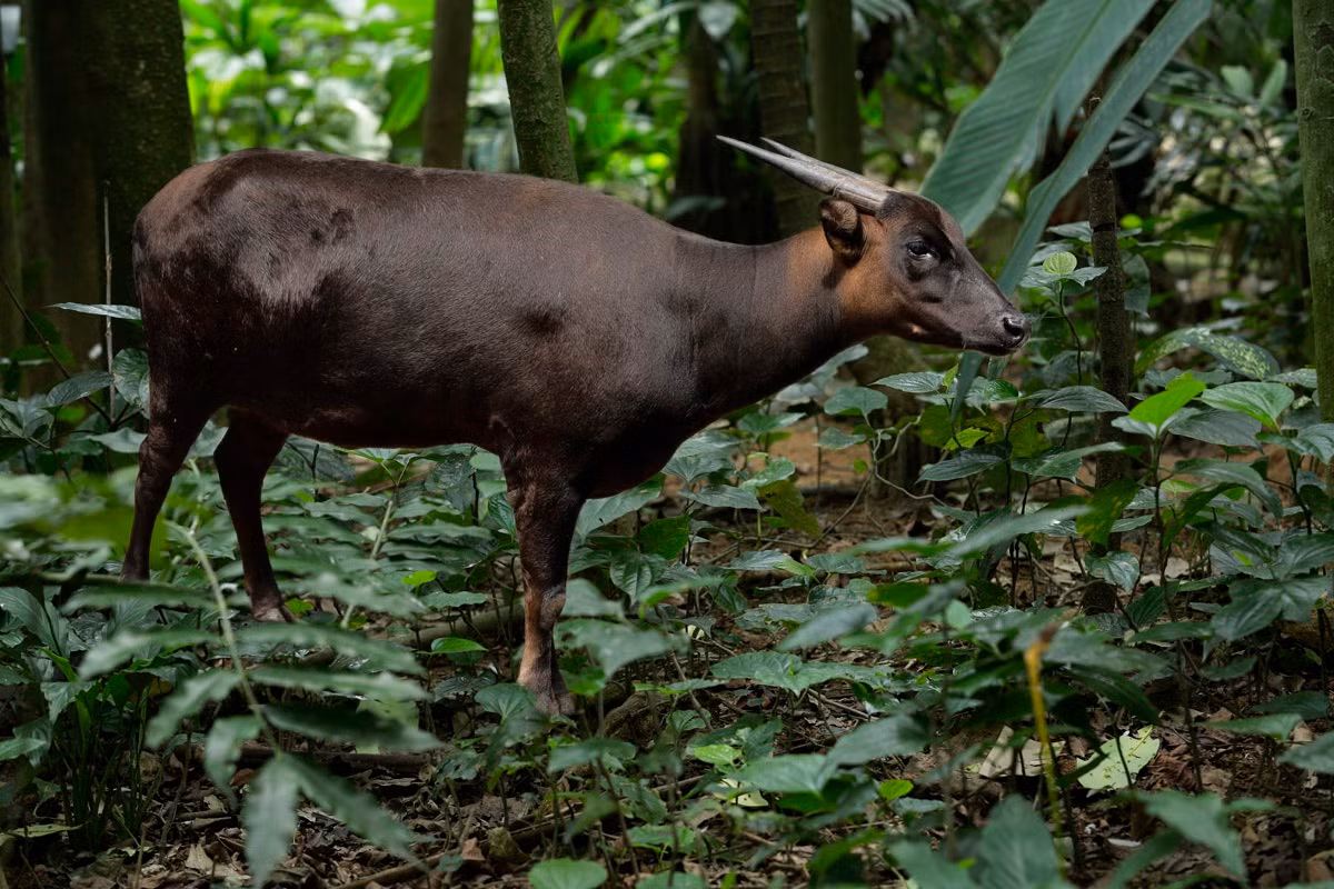 Trâu lùn đồng bằng (Bubalus depressicornis) dài 80-90 cm, là loài trâu bản địa ở các rừng mưa trên đảo Sulawesi, Indonesia. Là loài nhỏ nhất trong các loài trâu hoang dã, chúng có đôi sừng thẳng và dựng đứng giống linh dương.