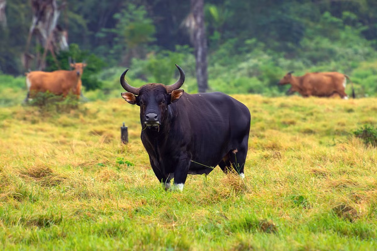 Bò rừng Banteng (Bos javanicus) dài 1,6-1,7 mét, là loài bò bản địa Đông Nam Á. Loài này có màu lông khá giống bò tót, nhưng kích cỡ nhỏ hơn nhiều. Chúng đã được thuần hóa để làm gia súc phục vụ cày kéo.