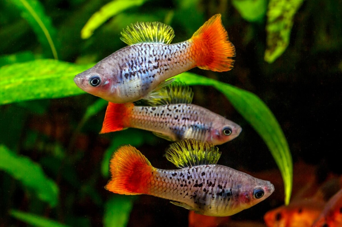 Cá mún hay cá hột lựu (Xiphophorus variatus, Xiphophorus maculatus) dài 8 cm, có vùng phân bố, ngoại hình và tập tính khá giống với họ hàng gần là cá kiếm. Điểm khác biệt lớn nhất là con đực không có "kiếm" dài ở đuôi.