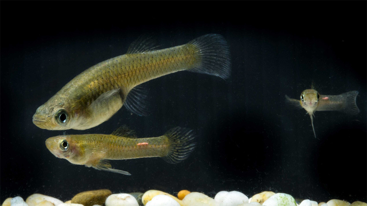 Cá ăn muỗi (Gambusia affinis) dài 5 cm, phân bố từ miền Nam nước Mỹ đến Mexico. Loài cá cảnh ít được ưa chuộng này có ngoại hình khá giống cá bảy màu, nhưng không có màu sắc ấn tượng như họ hàng xa của mình.