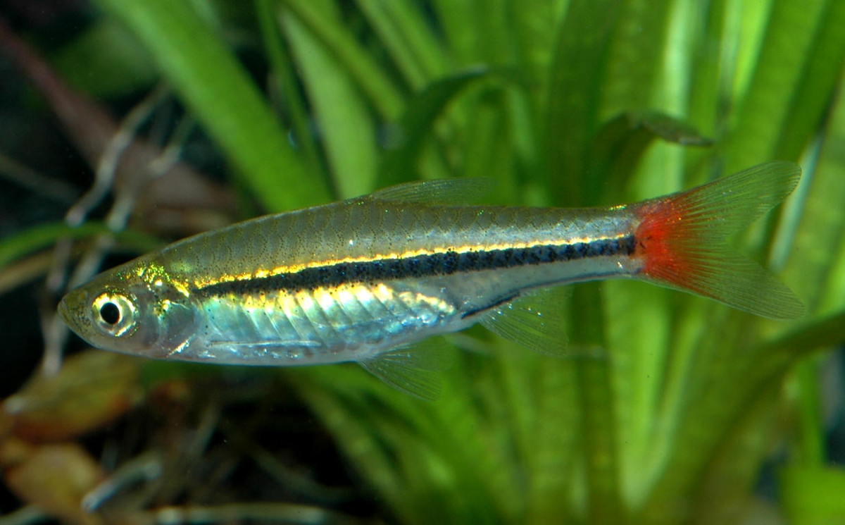 Cá lòng tong đuôi đỏ (Rasbora borapetensis) dài 4-5 cm, sống theo đàn trong các vùng nước của đồng bằng sông Cửu Long. Đây cũng là một trong những loài cá cảnh xuất khẩu chủ lực của Việt Nam.