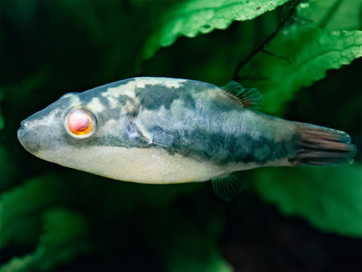 Cá nóc mắt đỏ (Carinotetraodon lorteti) dài 5-6 cm, sống ở những thủy vực có dòng chảy ở Nam Bộ. Tương tự cá nóc biến, loài cá này mang trong mình độc tố tetrodotoxin, đã gây ra một số vụ ngộ độc cho người ăn chúng.