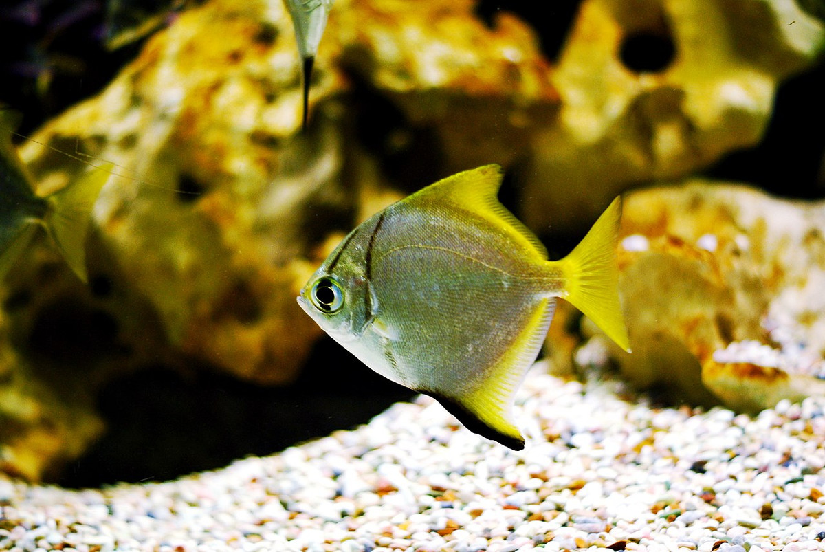 Cá chim dơi bạc (Monodactylus argenteus) dài 20-25 cm, được ghi nhận ở đồng bằng sông Cửu Long. Chúng có thể sống được trong bể thủy sinh nước ngọt, nước lợ hoặc nước mặn.