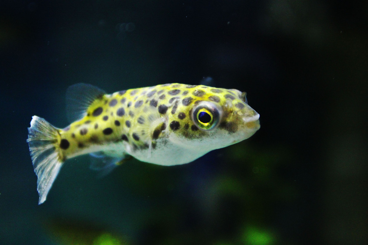 Cá nóc da beo (Tetraodon fluviatilis) dài 12-17 cm, xuất hiện nhiều ở vùng cửa sông, rừng ngập mặn, các đầm tôm Nam Bộ. Chúng được xuất khẩu với số lượng hàng trăm nghìn con mỗi năm.