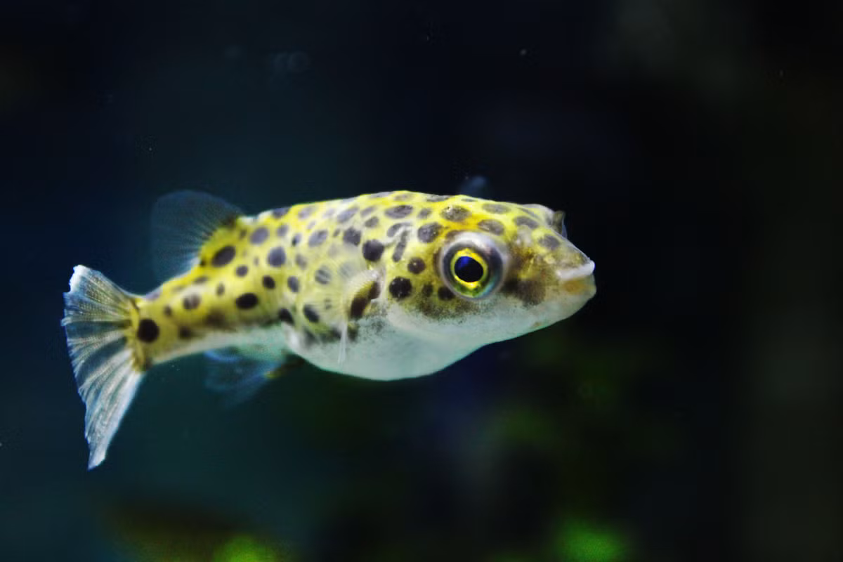 Cá nóc da beo (Tetraodon fluviatilis) dài 12-17 cm, xuất hiện nhiều ở vùng cửa sông, rừng ngập mặn, các đầm tôm Nam Bộ. Chúng được xuất khẩu với số lượng hàng trăm nghìn con mỗi năm.