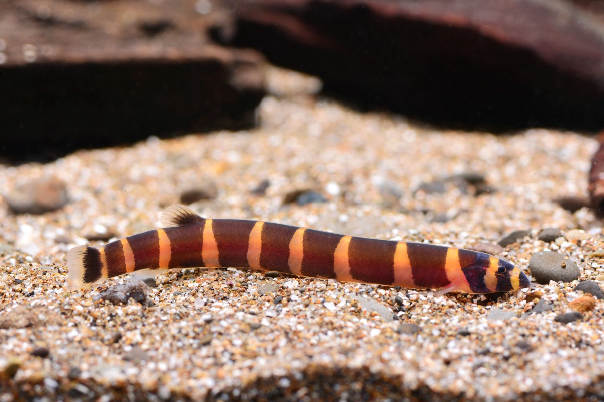 Cá chạch rắn Culi (Pangio kuhlii) dài 7-10 cm, sống ở nền cát của các con sông chảy chậm và suối sạch ở Bình Phước, Tây Ninh. Loài cá này có màu sắc, hình dáng cơ thể và kiểu bơi uốn lượn khá giống rắn, đã được khai thác để xuất khẩu.