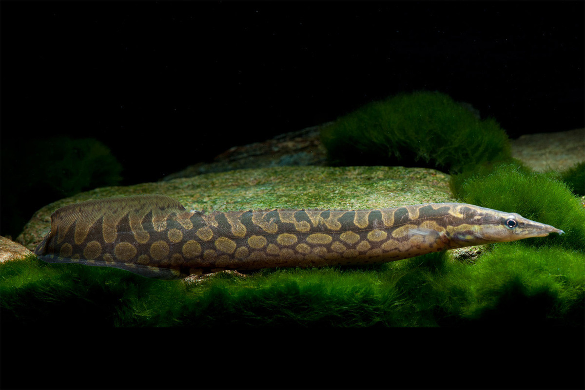 Cá chạch sông (Mastacembelus armatus) dài 30-50 cm, sống ở các sông ngòi. Ở Việt Nam, loài cá này thường được biết đến như một loại thực phẩm bổ dưỡng chứ không phải là một loại cá cảnh. Chúng đã được khai thác để xuất khẩu.