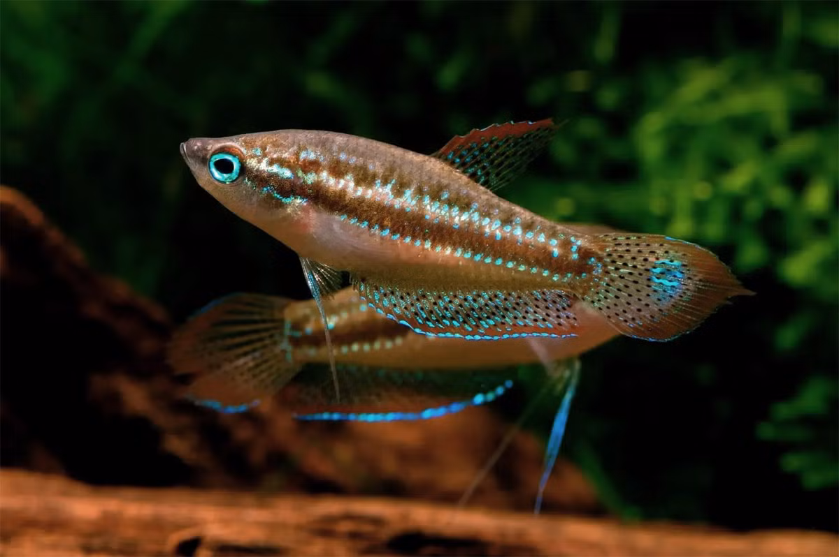 Cá bã trầu hay cá thanh ngọc chấm (Trichopsis vittata) dài 6-7 cm, được ghi nhận tại ở các ruộng ngập nước lưu vực sông Mekong, trong đó có Việt Nam. Loài cá cảnh này có màu sắc hấp dẫn, có tập tính chọi nhau (ở con đực) giống họ hàng gần của chúng là cá chọi.