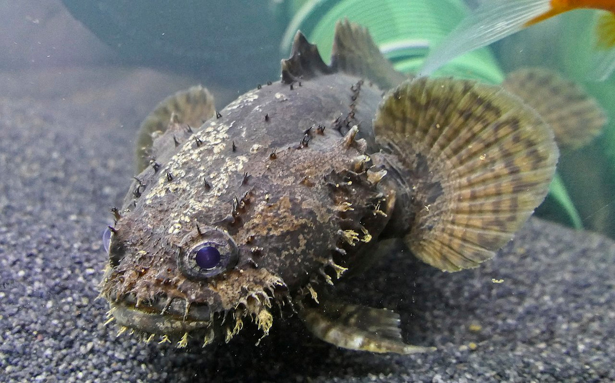 Cá mao ếch hay cá sư tử (Allenbatrachus grunniens) dài 15-20 cm, xuất hiện nhiều ở vùng biển Cần Giờ và hạ lưu đồng bằng sông Cửu Long. Loài cá cảnh mang vẻ ngoài kỳ lạ này có thịt rất ngon.