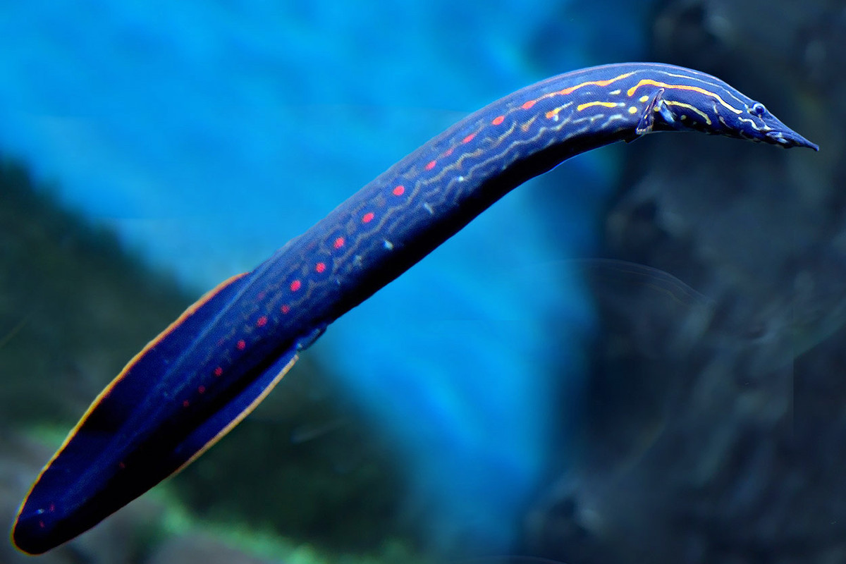 Cá chạch lửa (Mastacembelus erythrotaenia) có thể dài tới 1,2 mét, sống ở tầng đáy trong các vùng nước ở Nam Bộ. Tương tự cá chạch sông, chạch lửa vừa là cá cảnh xuất khẩu, vừa là món nhậu.