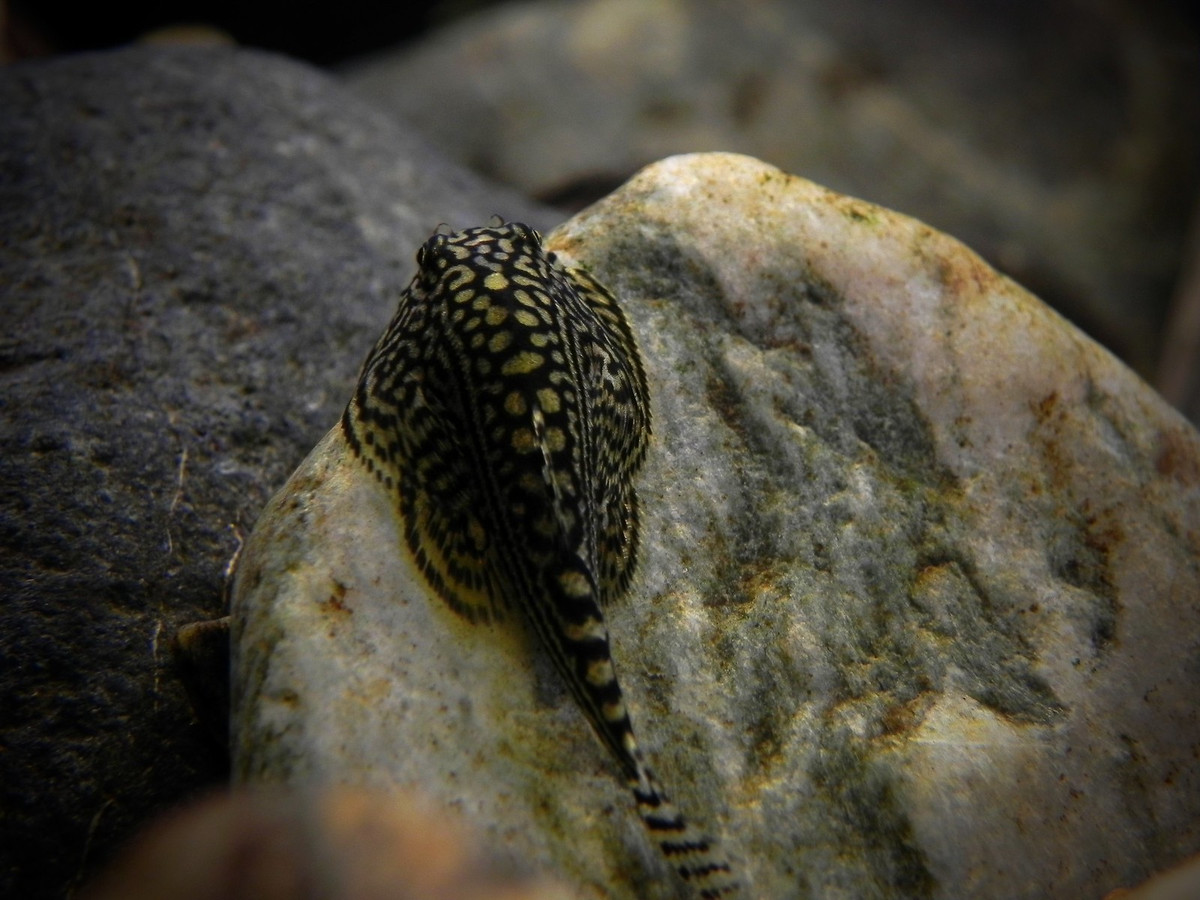 Cá tỳ bà bướm hổ (Sewellia lineolata) dài 5-8 cm, cư ngụ trên các tảng đá trong vùng nước chảy xiết của các con suối miền Trung. Chúng được tái phát hiện vào năm 1994 (từng được ghi nhận giữa thế kỷ 19 nhưng không được nhắc đến trong 150 năm sau đó), xuất khẩu từ năm 2004.