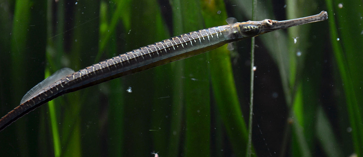 Cá hải long hay cá ngựa nước ngọt (Doryichthys boaja) dài 20-30 cm, sống ở các sông suối miền Nam. Từ thập niên 1990, chúng đã được khai thác ở hạ lưu sông Sài Gòn, Đồng Nai để làm cá cảnh xuất khẩu, đã nghiên cứu thành công qui trình sản xuất giống nhân tạo.