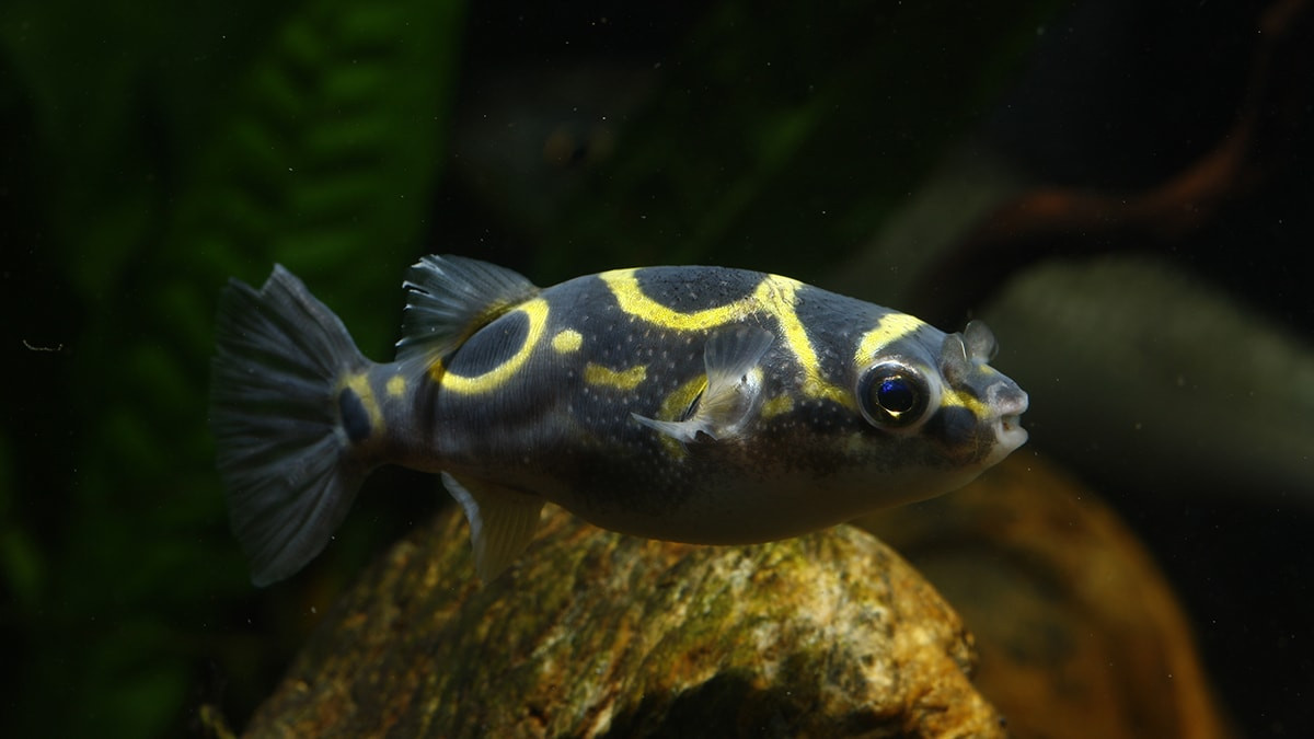 Cá nóc số tám (Tetraodon biocellatus) dài 5-8 cm, được ghi nhận ở sông Mekong. Trữ lượng loài cá này trước đây khá nhiều, nay đã trở nên khan hiếm do bị khai thác quá mức để xuất khẩu.