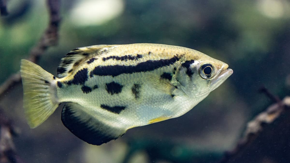 Cá cao xạ hay cá mang rỗ (Toxotes chatareus) dài 15-20 cm, được ghi nhận ở khu vực Cần Giờ, TP HCM. Loài cá này có tập tính săn mồi kỳ lạ, đó là dùng miệng bắn "đạn" bằng nước để làm những con côn trùng đậu trên cánh cây sát mặt nước rơi xuống.