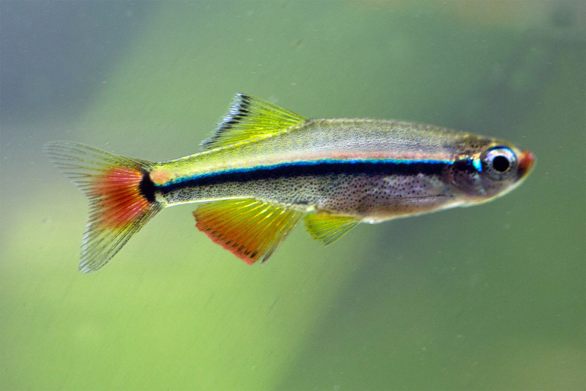 Cá neon Việt Nam hay cá kim tơ (Tanichthys micagemmae) dài 2-3 cm, được phát hiện vào năm 2001, trong một nhánh của sông Bến Hải ở tỉnh Quảng Trị. 45.000 con được xuất khẩu lần đầu vào năm 2005, đã gây tiếng vang ở thị trường Âu - Mỹ và Nhật Bản.