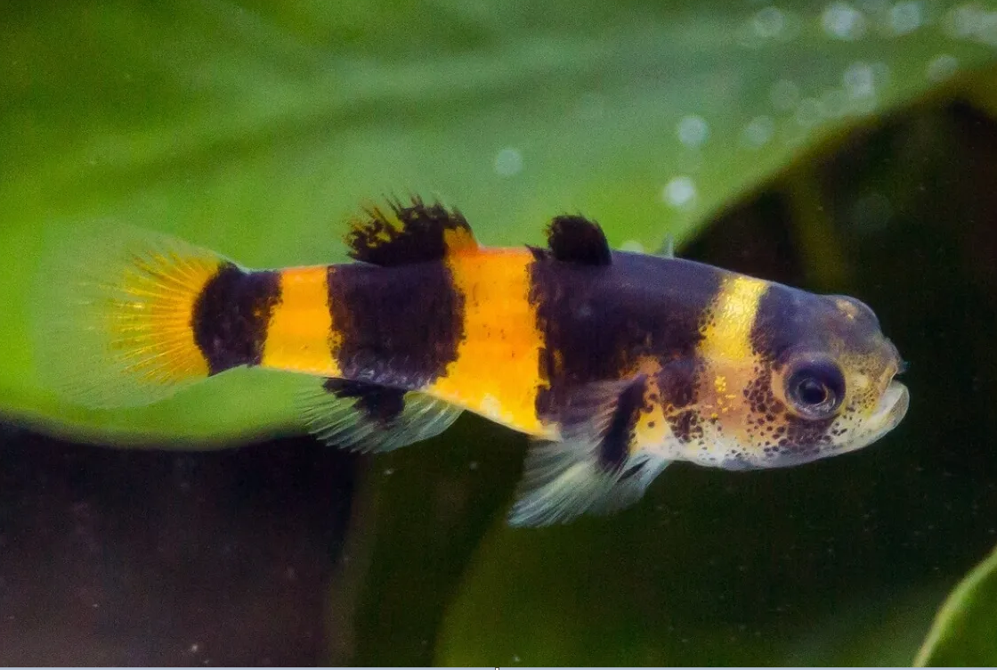 Cá bống mắt tre hay cá bống ong nghệ (Brachygobius doriae) dài 3-4 cm, được ghi nhận tại nhiều vùng nước ngọt và lợ ở miền Nam Việt Nam. Được ưa thích vì kích thước nhỏ và màu sắc độc đáo, chúng đã được khai thác trong tự nhiên để phục vụ xuất khẩu.