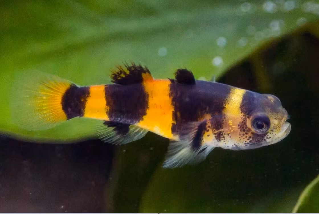 Cá bống mắt tre hay cá bống ong nghệ (Brachygobius doriae) dài 3-4 cm, được ghi nhận tại nhiều vùng nước ngọt và lợ ở miền Nam Việt Nam. Được ưa thích vì kích thước nhỏ và màu sắc độc đáo, chúng đã được khai thác trong tự nhiên để phục vụ xuất khẩu.