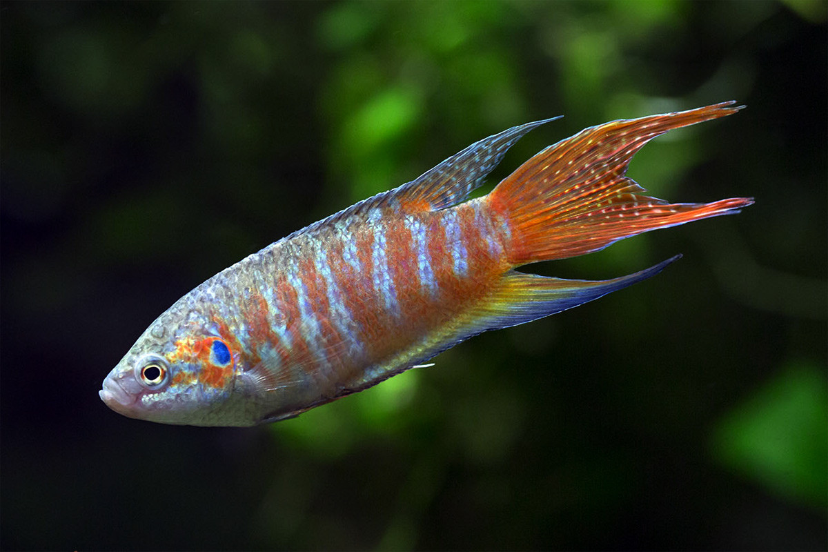 Cá thiên đường hay cá cờ, cá săn sắt (Macropodus opercularis) dài 8-11 cm, sinh sống ở các ao hồ và ruộng lúa trên cả ba miền Việt Nam. Đây là loài cá cảnh thứ hai được nhập khẩu vào châu Âu (sau cá vàng). Chúng là món ăn tại một số địa phương của Việt Nam. Loài này cũng đánh nhau như cá chọi.