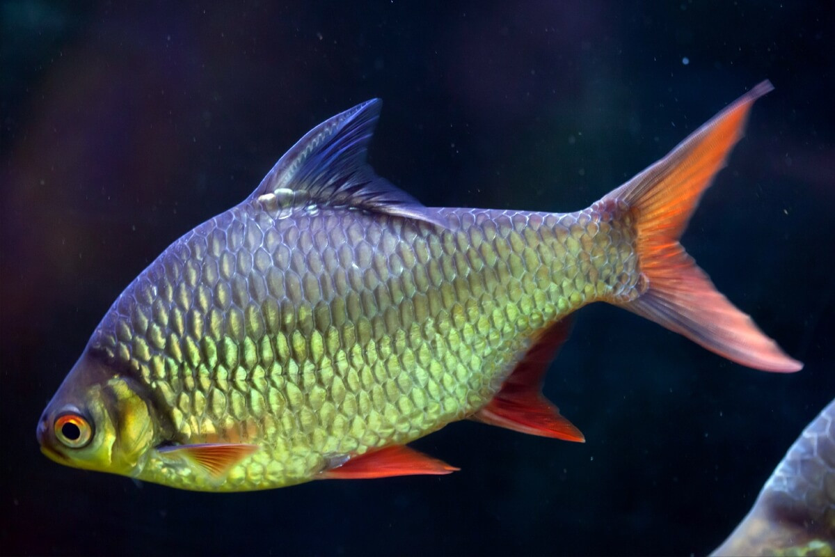 Cá kim sơn hay cá he đỏ (Barbonymus schwanenfeldii) dài 20-35 cm, có ở lưu vực sông Mekong. Chúng được đánh bắt để làm cá cảnh cũng như thực phẩm.