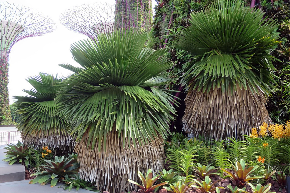 Cọ Cuba (Copernicia macroglossa) cao 7 mét, là loài cây bản địa Cuba. Đám lá chết của chúng rủ xuống trông như chiếc váy đầm.