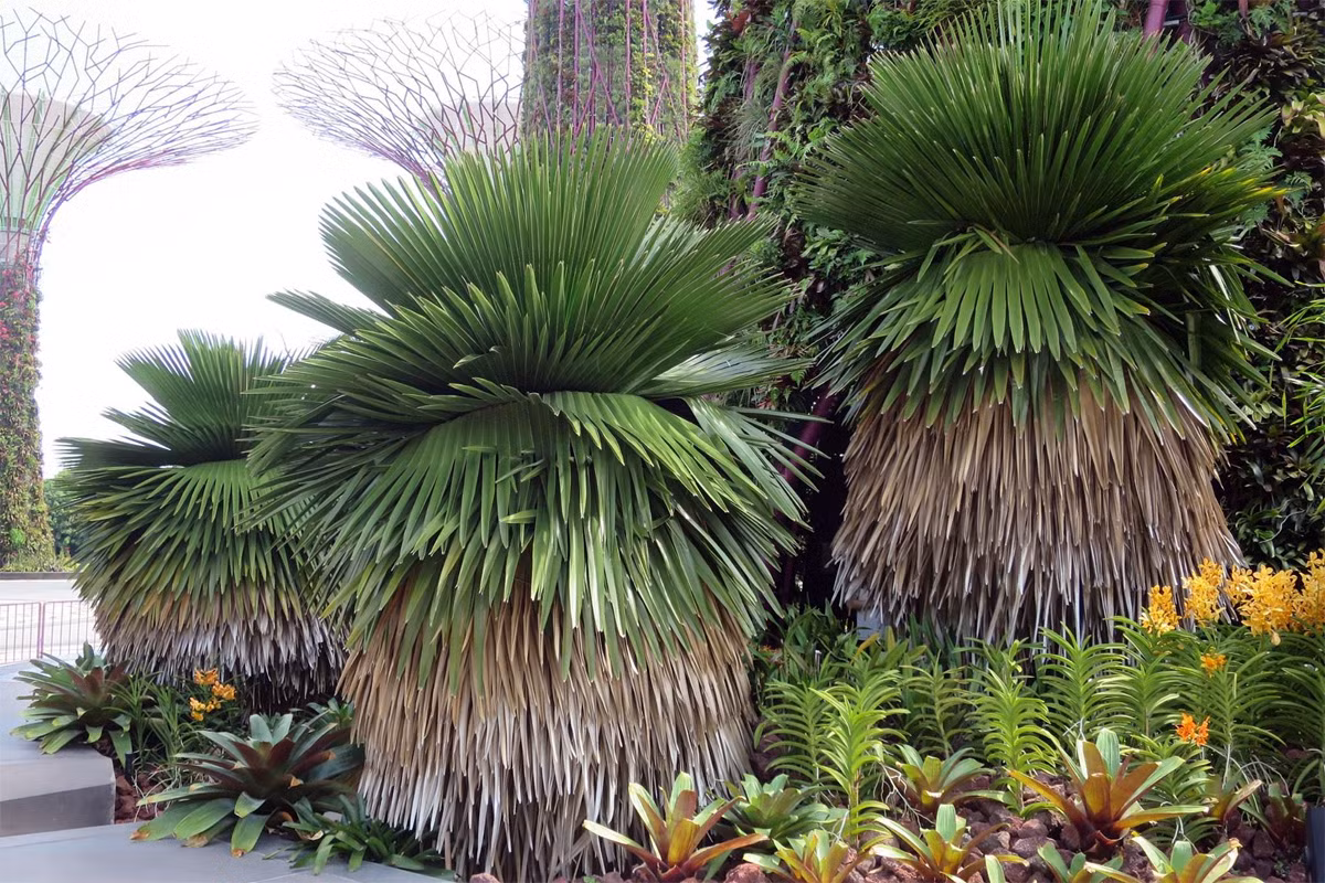 Cọ Cuba (Copernicia macroglossa) cao 7 mét, là loài cây bản địa Cuba. Đám lá chết của chúng rủ xuống trông như chiếc váy đầm.