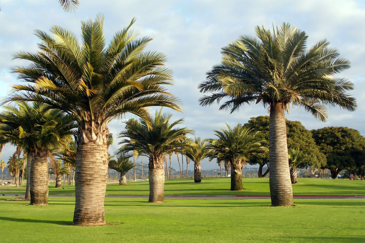 Cọ rượu Chile (Jubaea spectabilis) cao 25 mét, phân bố ở miền Trung Chile. Chúng có thân cực to, chịu lạnh khá tốt.