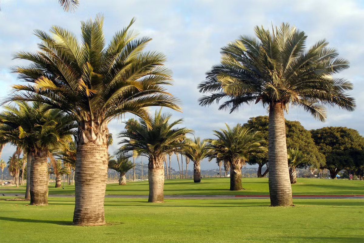 Cọ rượu Chile (Jubaea spectabilis) cao 25 mét, phân bố ở miền Trung Chile. Chúng có thân cực to, chịu lạnh khá tốt.