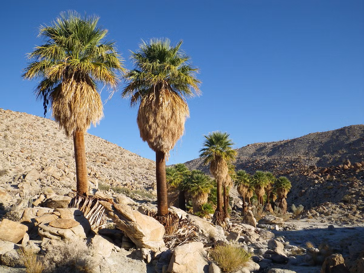Cọ Mỹ (Washingtonia filifera) cao 18 mét, mọc trên các hoang mạc ở Tây Nam nước Mỹ. Đám lá chết rủ xuống dưới chỏm của chúng là nơi trú ngụ cho nhiều loài chim chóc và côn trùng.