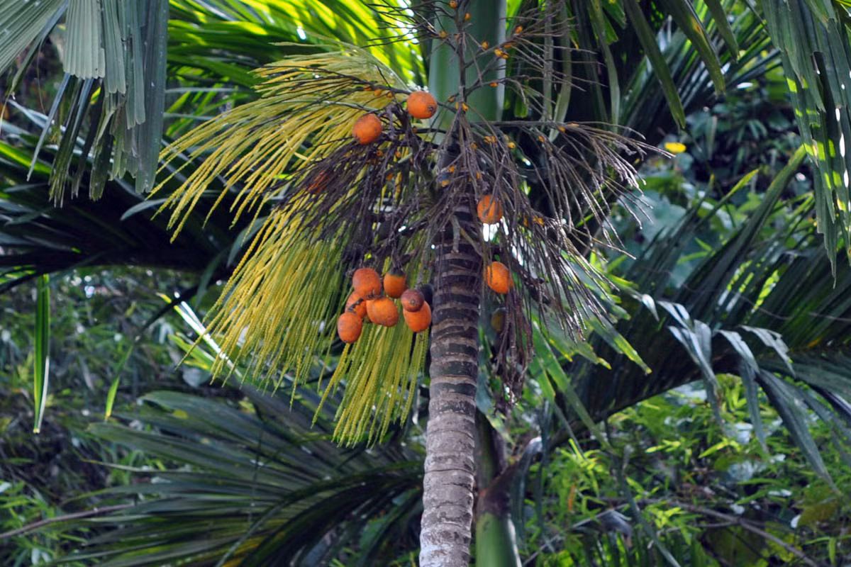  Cau (Areca catechu) cao 25 mét, là loài cây bản địa Đông Nam Á, được trồng ở nhiều nơi để lấy hạt. Hạt cau tiết ra một chất kích thích thần kinh khi nhai.