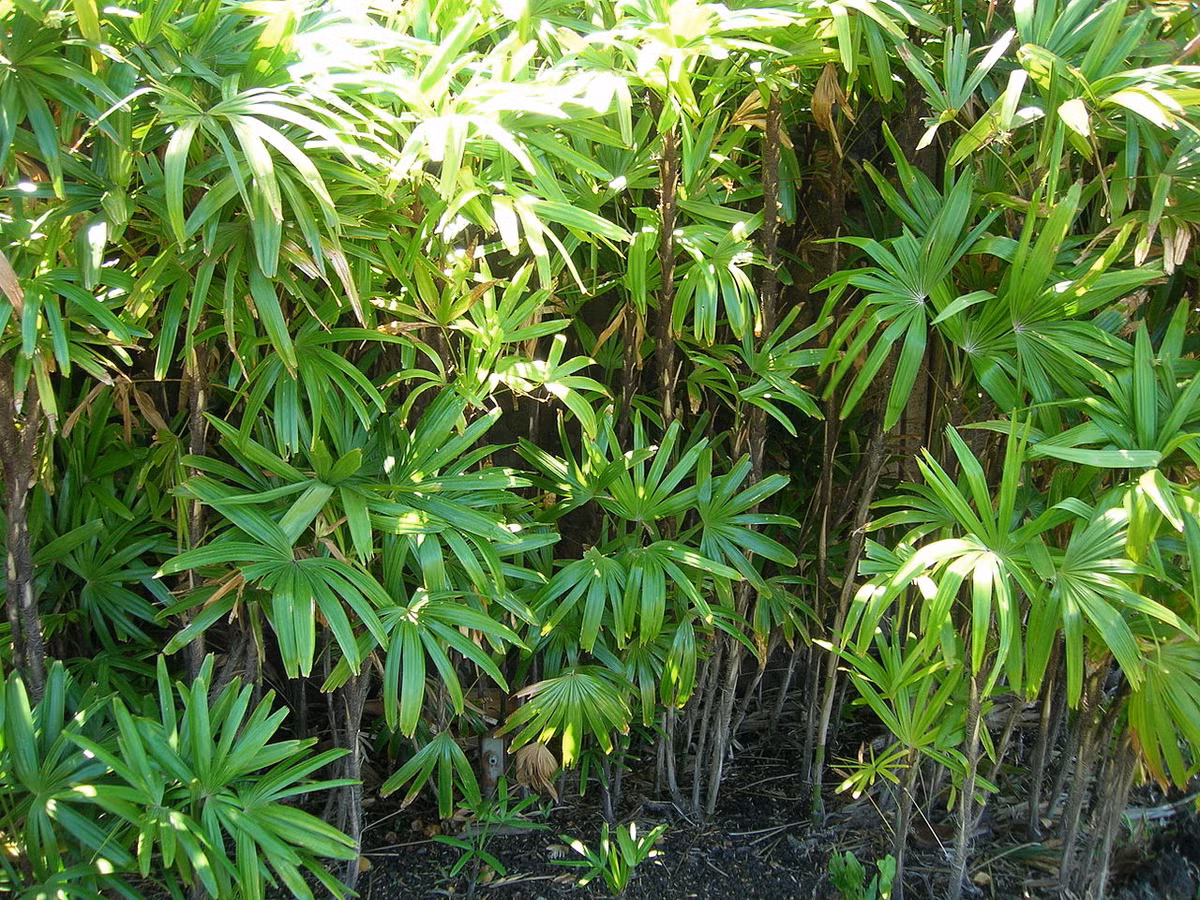 Cây trúc mây (Rhapis excelsa) cao 5 mét, có nguồn gốc từ miền Nam Trung Quốc. Dễ sống trong điều kiện khô và thiếu ánh sáng, chúng là cây cảnh trong nhà phổ biến.