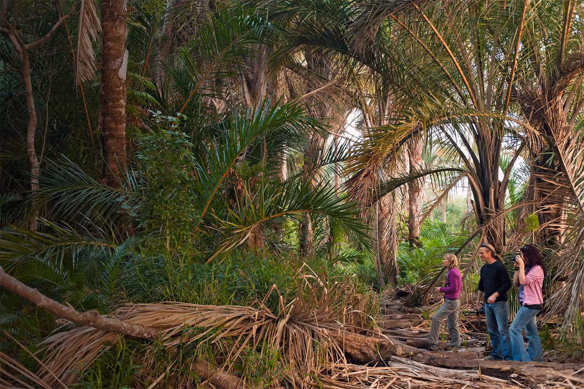 Cọ sợi (Raphia farinifera) cao 20 mét, là cây bản địa của châu Phi và Madagascar. Lá của chúng dài nhất trong thế giới thực vật, là nguồn cung cấp sợi cho người dân bản địa.