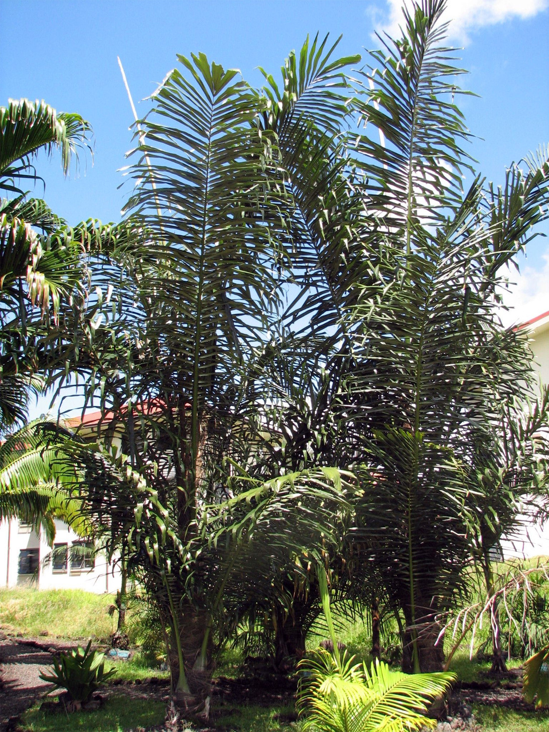Báng (Arenga pinnata) cao 20 mét, phân bố ở Ấn Độ và Đông Nam Á. Loài cây này có chùm hoa dài ấn tượng, là nguồn cung cấp sợi và đường cho con người.