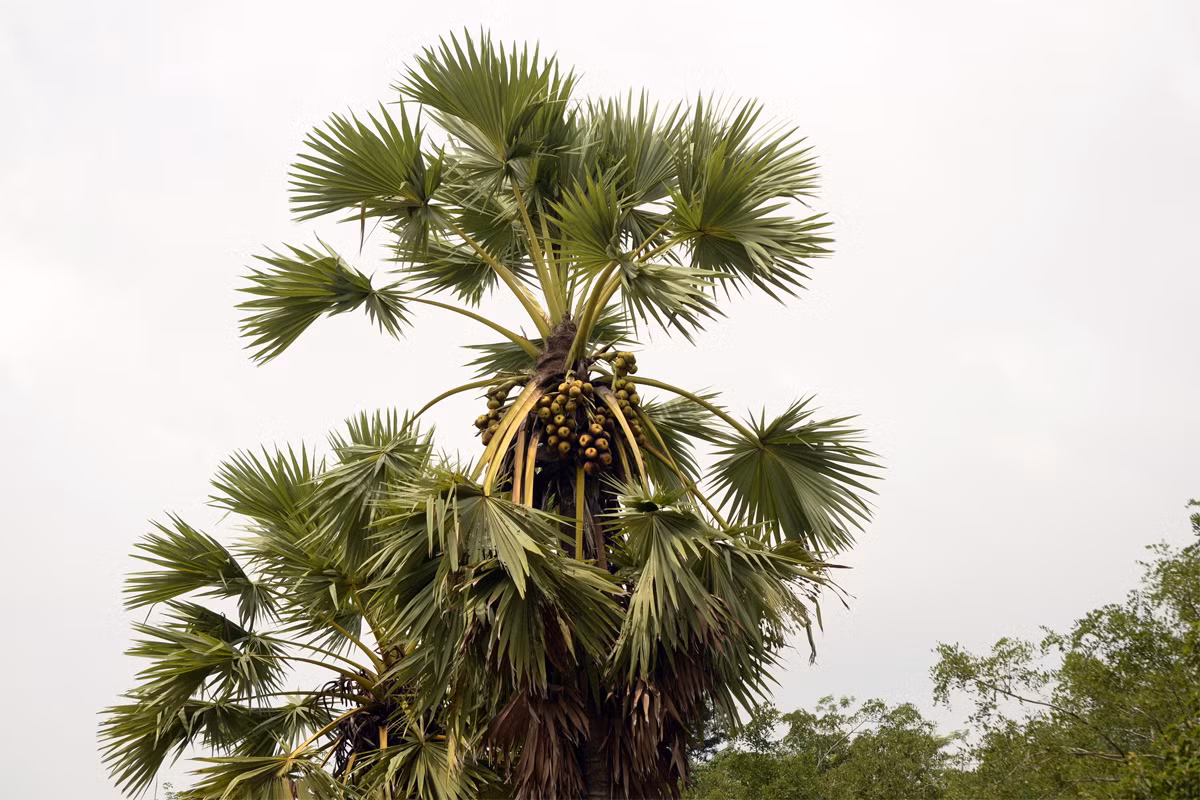 Thốt nốt (Borassus flabellifer) cao 20 mét, ưa các sinh cảnh khô ráo ở phía Nam châu Á. Chúng được trồng để lấy quả và thu hoạch đường.