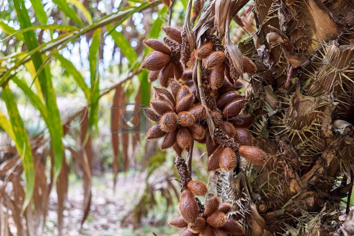 Salak (Salacca zalacca) cao 4 mét, là cây bản địa khu vực xích đạo Đông Nam Á. Chúng được trồng để lấy quả nhiều thịt, có hương vị đậm đà khác thường so với các cây họ Cau khác.
