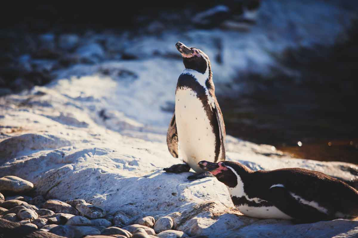 Cánh cụt Humboldt (Spheniscus humboldti) cao 65-70 cm, phân bố dọc bờ biển Thái Bình Dương của Nam Mỹ. Chúng thuộc nhóm chim cánh cụt đào hang làm tổ, có dải lông đen đậm nét chạy từ sườn hông tới đùi.