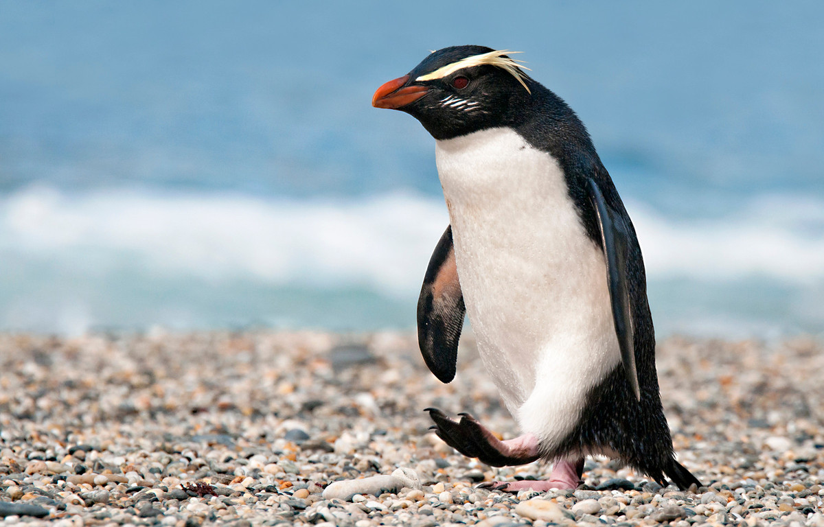 Cánh cụt mào New Zealand (Eudyptes pachyrhynchus) cao 55-60 cm, làm tổ trong các khu rừng ven biển mát mẻ ở Nam Zew Zealand. Chúng có lông mào giống tóc và cái mỏ đỏ điển hình của các loài cánh cụt thuộc chi Eudyptes.