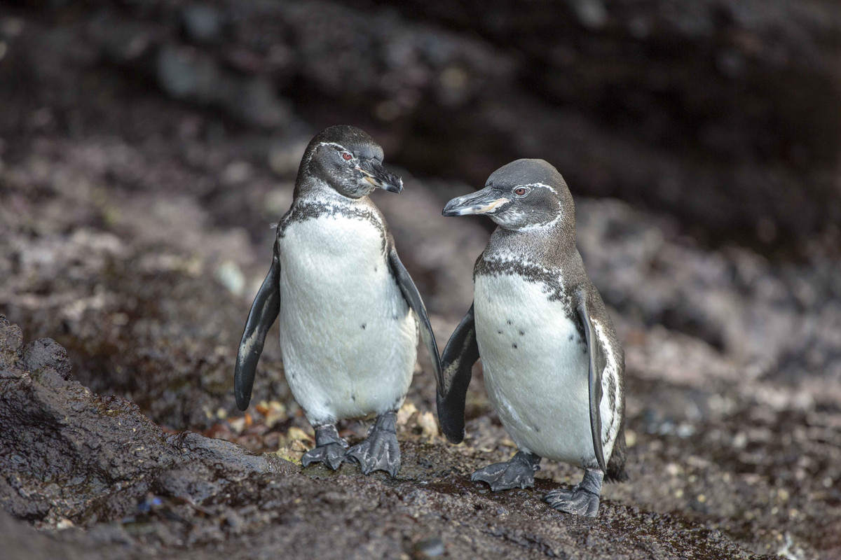 Cánh cụt Galapagos (Spheniscus mendiculus) cao 48-51 cm, sống ở quần đảo Galapagos. Đây là loài cánh cụt duy nhất sinh sản ở vùng biển nhiệt đới (được làm mát nhờ dòng biển Humboldt). Chúng làm tổ trong các khe đá.